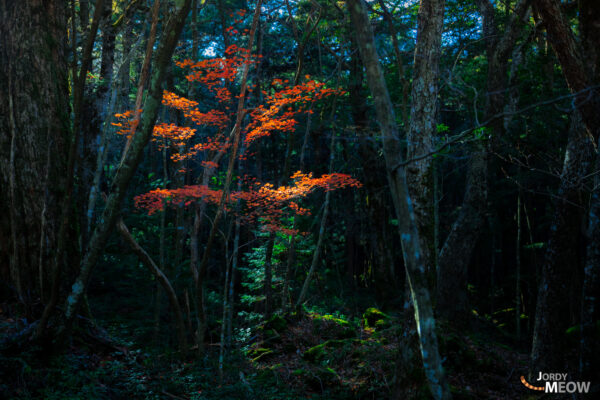 Enigmatic Aokigahara Jukai: Captivating Forest of Solace and Reflection.