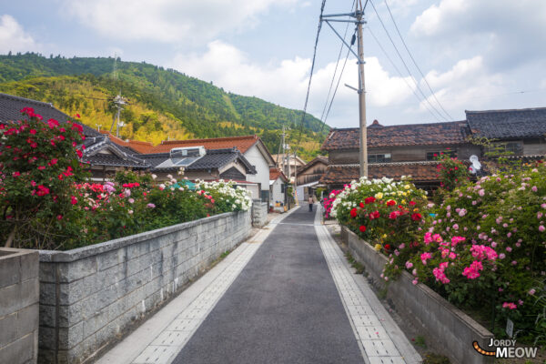 Explore the beauty of Nishinoshima, Japan with sea cliffs, flowers, and village charm.