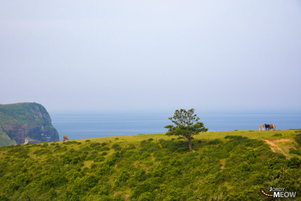 Spectacular Kuniga Coast: Rugged Cliffs & Tranquil Pastures in Nishinoshima, Japan.