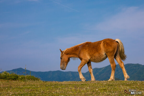 Tranquil horse grazing on Kuniga Coast, Nishinoshima, Japan, showcasing natural beauty and wildlife.