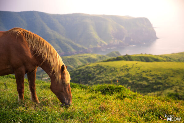 Tranquil scene of horse grazing on Nishinoshima Coast with sea cliffs and rocky formations.