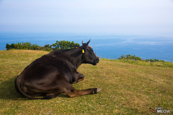 Discover Nishinoshima: Coastal Beauty & Pastoral Serenity in Japan.