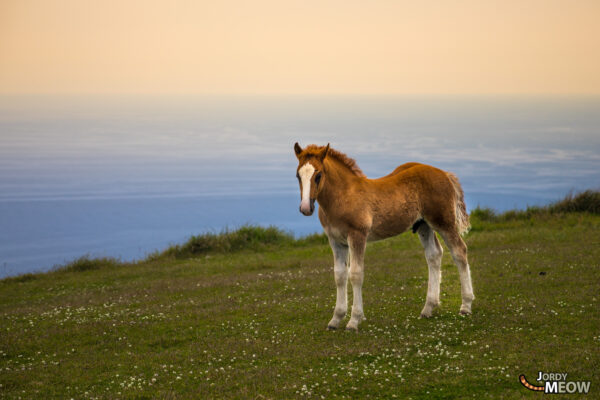 Majestic cliffs and horses create stunning scene on Nishinoshima Island coast.