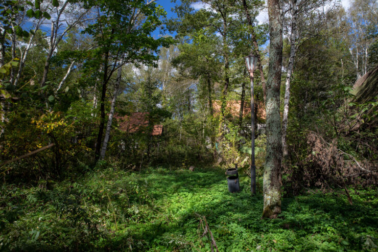 Enchanted forest retreat with hidden structures, vibrant green foliage, and tranquil seclusion.