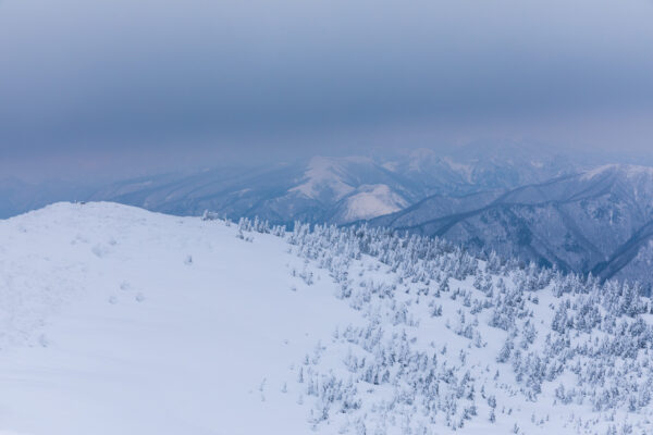 Ethereal snow-sculpted tree formations, mystical winter scene.