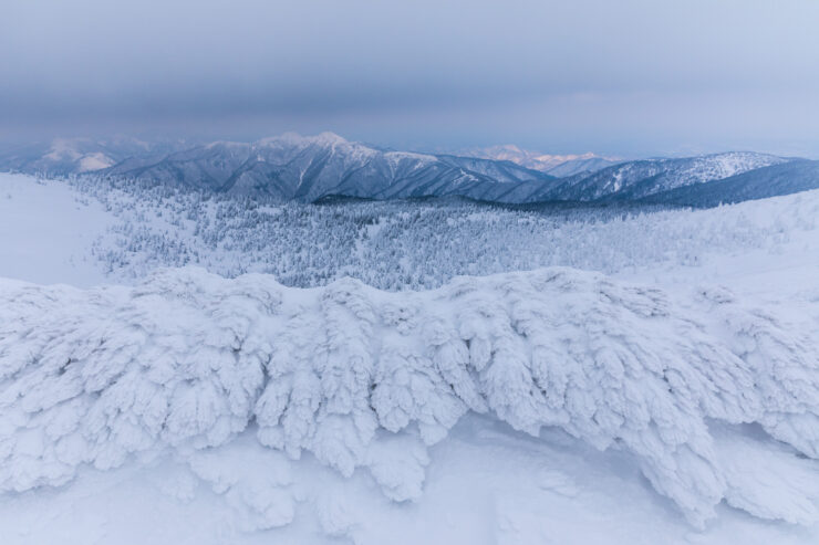 Enchanting Zao Snow Monsters, Twisted Winter Wonderland