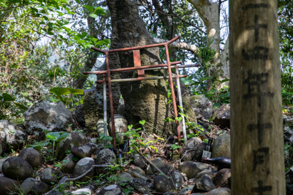 Ancient Moss Trail in Kyoto Forest