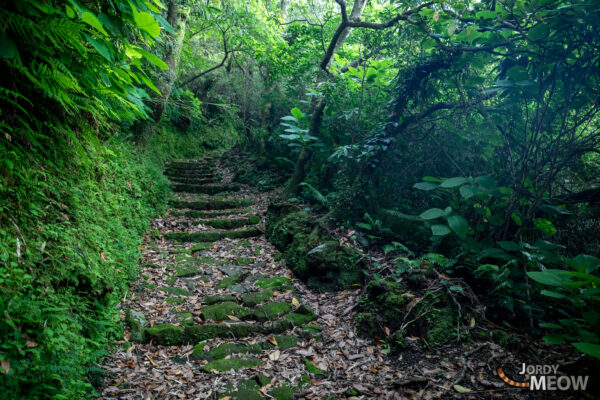 Enchanted forest trail journey serenity