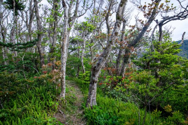 Serene woodland trail, verdant forest canopy