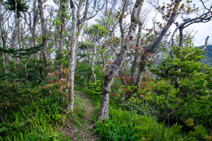 Serene woodland trail, verdant forest canopy