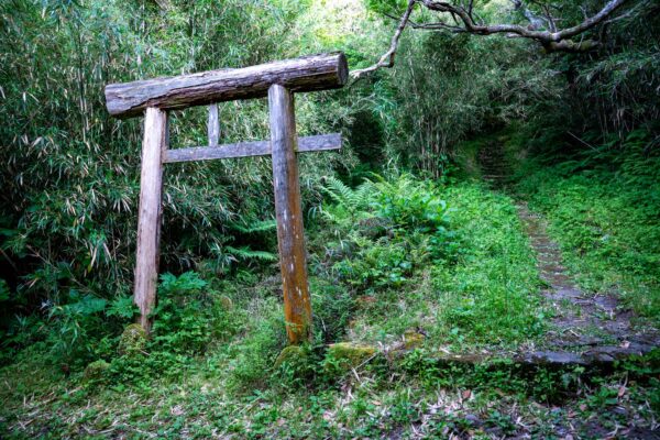 Tranquil forest path through Japanese torii gate