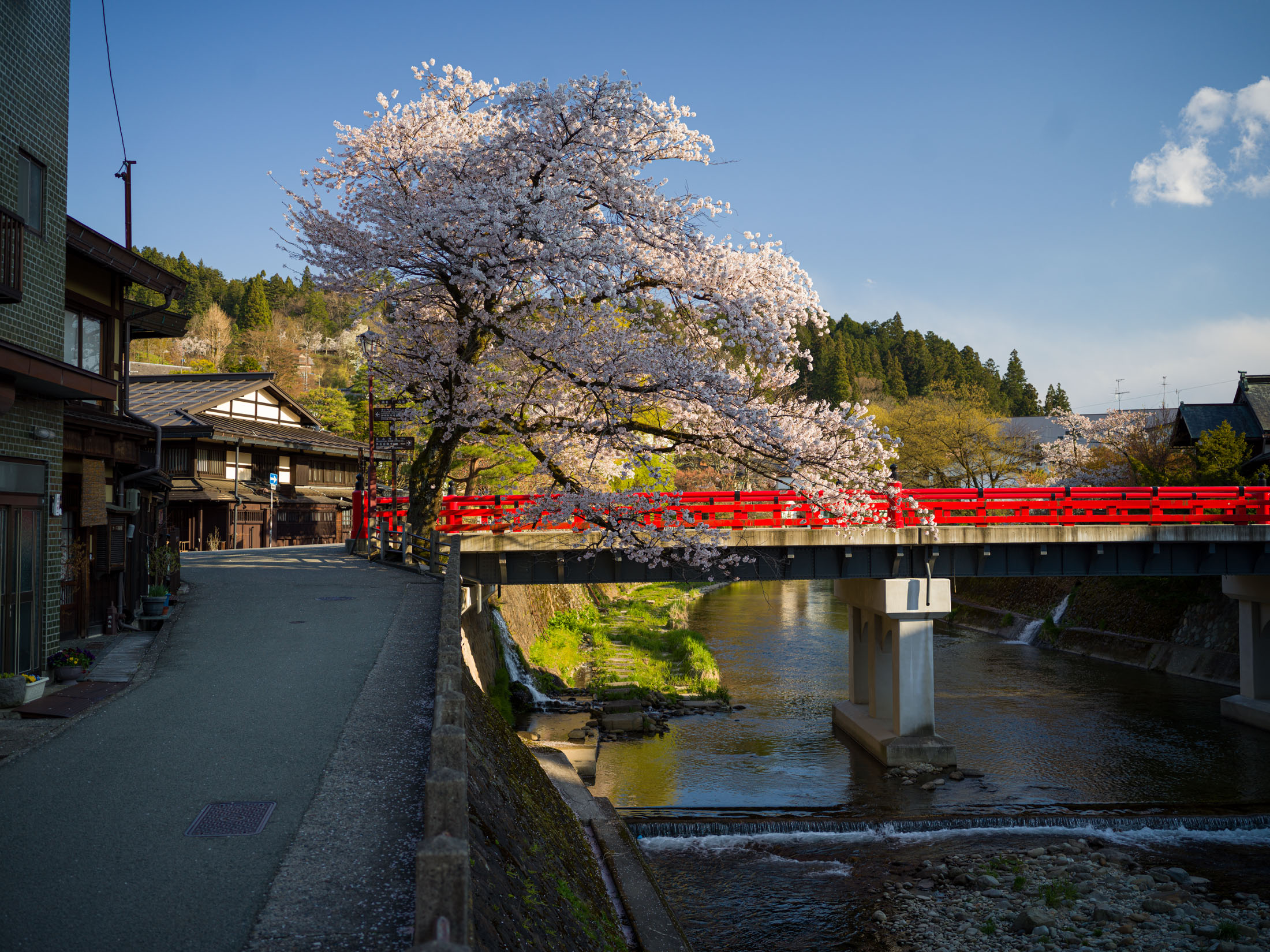 Cherry blossom bridge, Miyagawa River, Japan