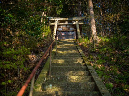 Tranquil Forest Path to Traditional Japanese Shrine