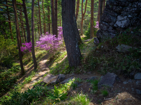 Serene Azalea Forest Trail to Matsukura Castle Ruins