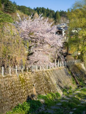 Serene cherry blossom paradise along Miyagawa River.