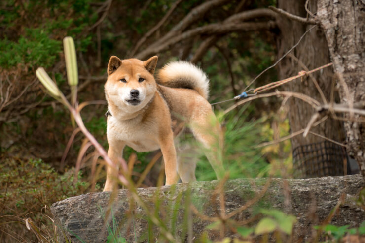 Shiba watchdog guards haunting Nagoro doll village.