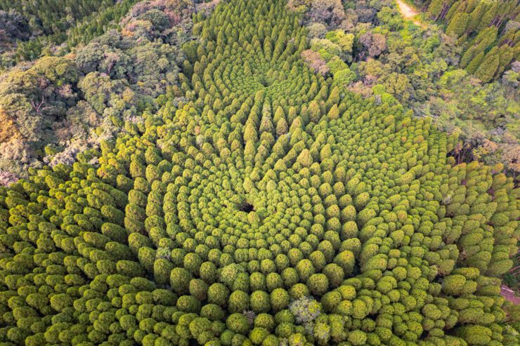 Aerial Mandala-like Vegetation Formation in Japan