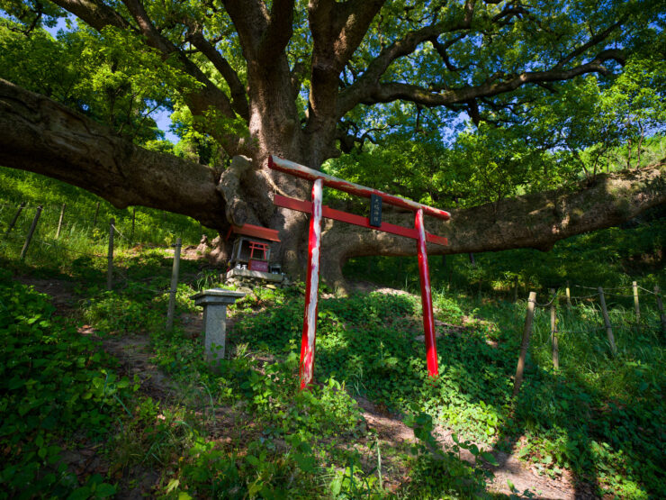 Timeless Japanese Garden: Ancient Tree Canopy over Torii Gate