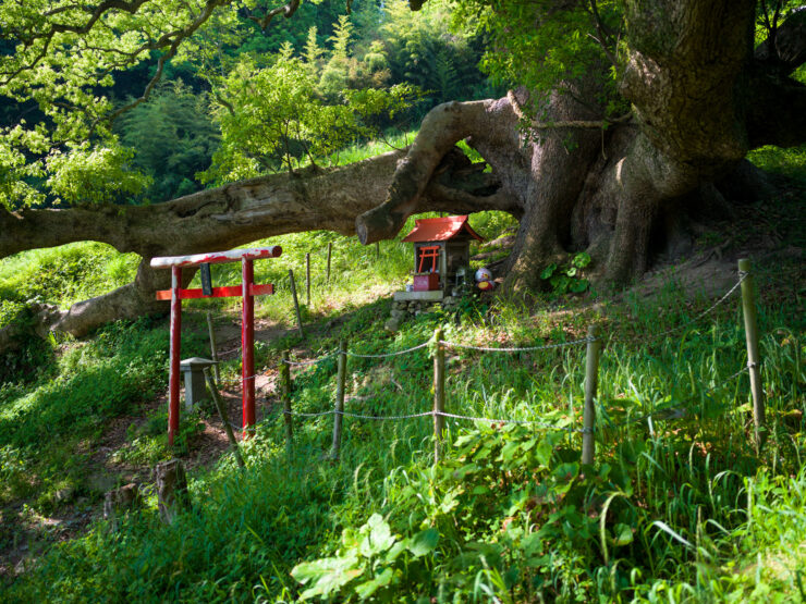 Ancient twisted tree Shishijima nature sanctuary