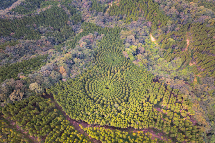 Unique Spiral Forest: Aerial View of Captivating Tree Formation in Japan.