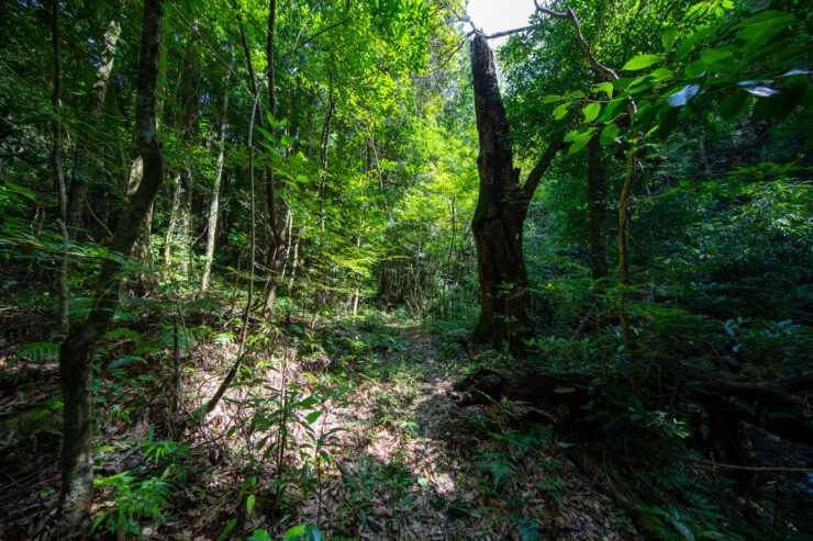 Lush Ancient Japanese Forest Trail
