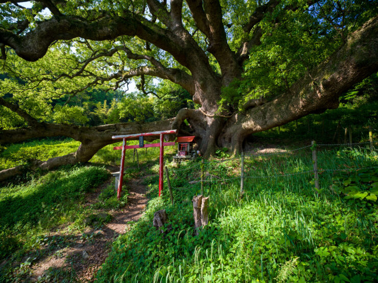 Peaceful ancient tree meadow, Japan