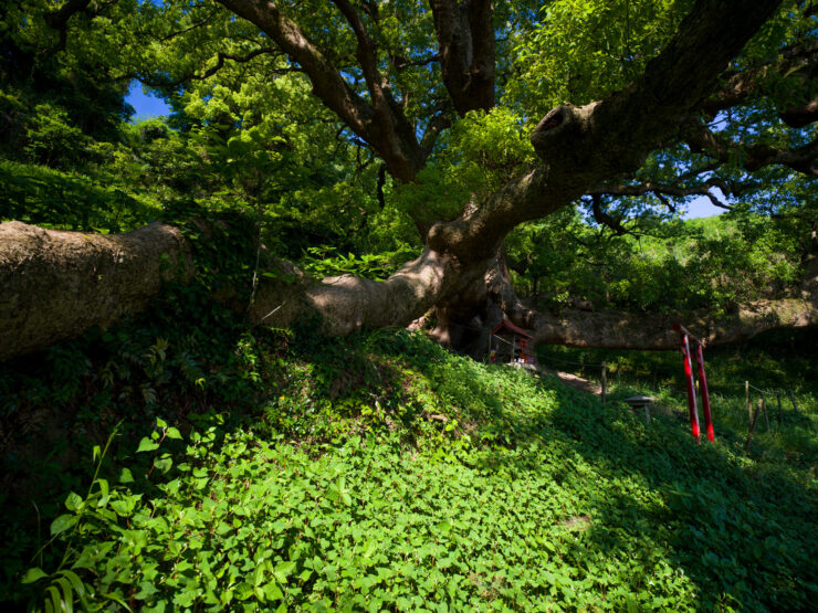 Lush Shishijima ancient tree landscape oasis