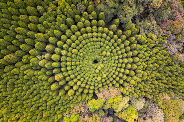 Vibrant Spiral Mossy Tree Canopy in Japan