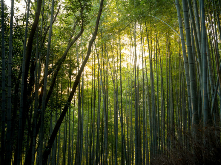 Enchanting Arashiyama Bamboo Forest - Tranquil beauty with towering bamboo and dappled light.