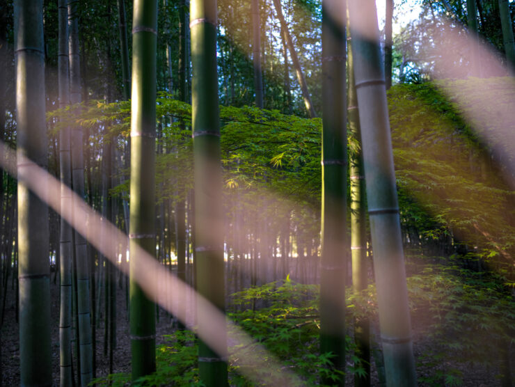 Tranquil Arashiyama bamboo paradise, Japans natural wonder.