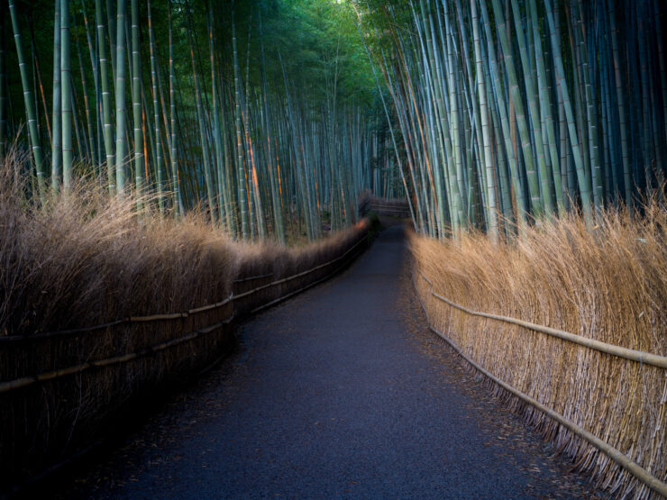 Tranquil Bamboo Grove Trail in Arashiyama, Japan