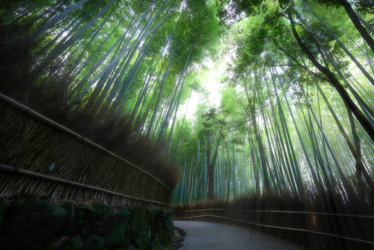 Enchanting Bamboo Trail in Arashiyama, Kyoto