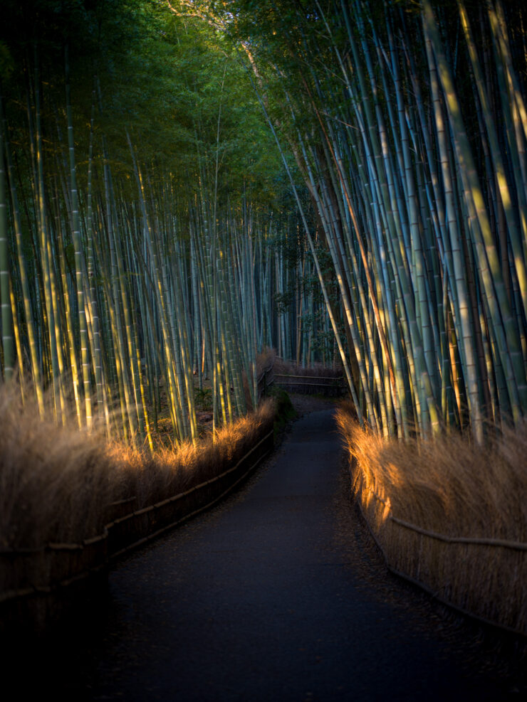 Tranquil Arashiyama Bamboo Grove Walkway, Japan