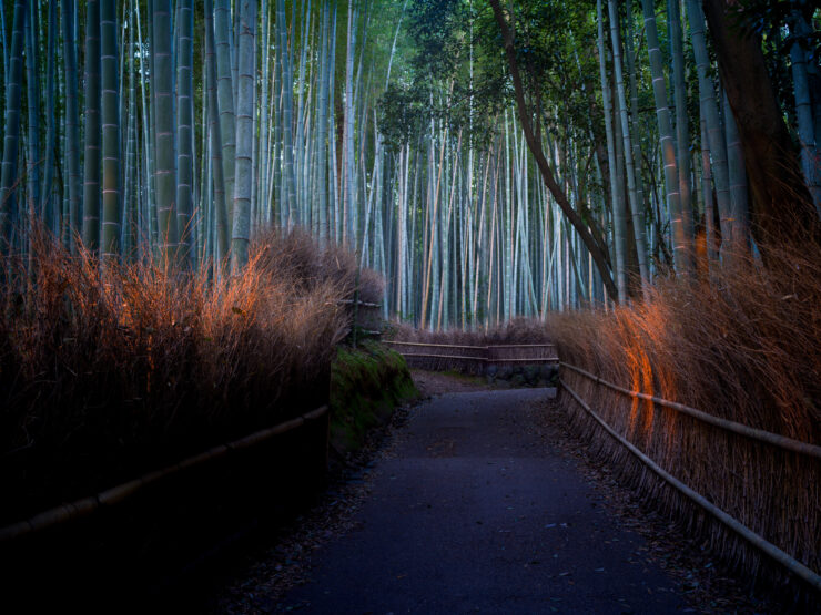 Tranquil Arashiyama Bamboo Forest Trail: A serene path through towering bamboo creating a lush canopy.