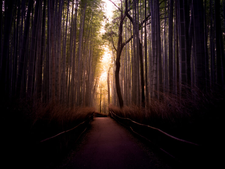 Enchanting Bamboo Grove Pathway with Golden Light.