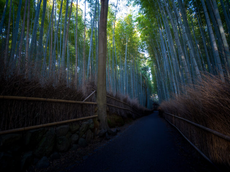 Tranquil pathway through Kyotos Arashiyama Bamboo Grove, with mesmerizing bamboo canopy and dappled sunlight.