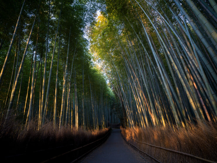 Enchanting Bamboo Forest Trail in Kyoto, Japan - Serene and Harmonious Atmosphere Under Golden Sunlight.