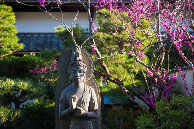 Serene Buddha Statue, Cherry Blossoms, Japanese Garden