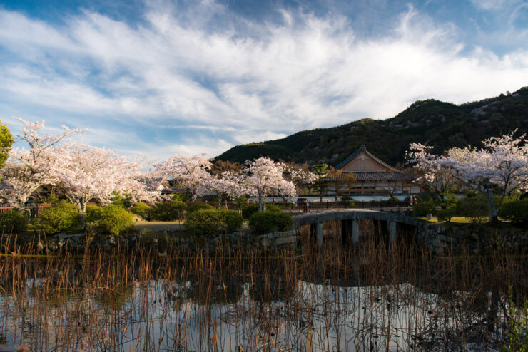 Stunning Kyoto cherry blossom temple pond landscape