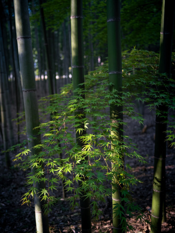 Serene Bamboo Trail in Kyotos Arashiyama District