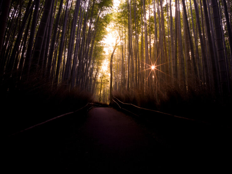 Enchanting Kyoto bamboo trail through dense green stalks.