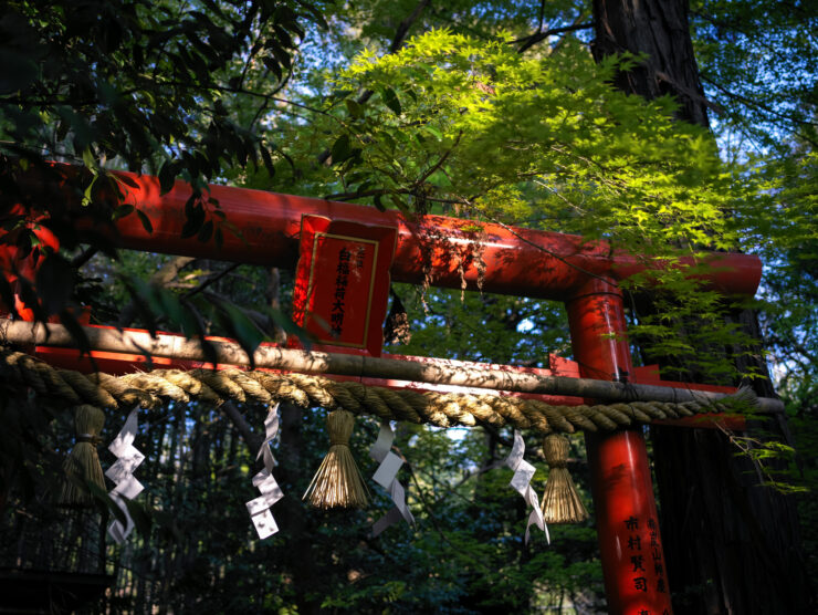Enchanting bamboo trail, Arashiyama, Kyoto.