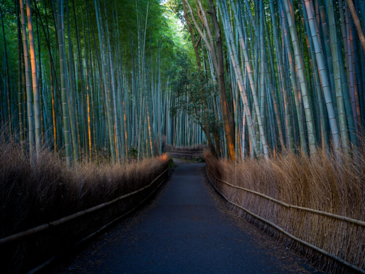 Tranquil Kyoto Bamboo Trail Path