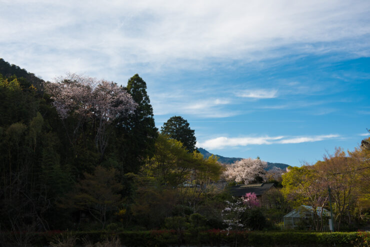 Cherry blossoms grace Arashiyamas scenic hills in Kyoto.