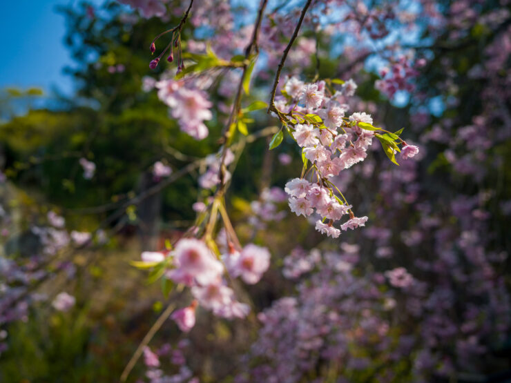 Serene cherry blossom paradise at Natadera Temple, Japan.