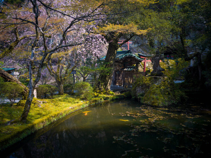 Serene Natadera Temple with Cherry Blossoms Reflection
