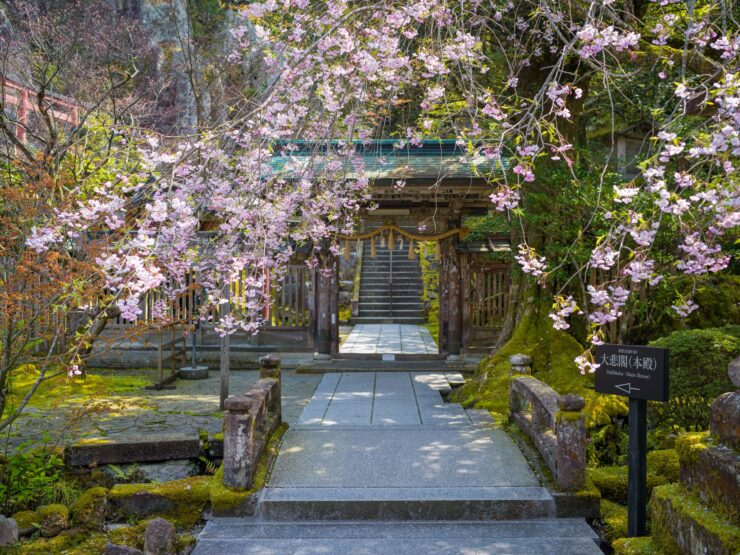 Cherry blossoms adorn serene Natadera Temple, Japan.