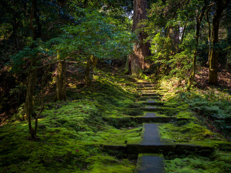 Nataderas Enchanting Mossy Forest Trail to Serenity