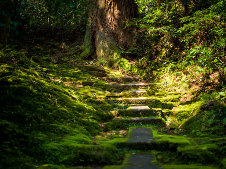 Natadera Temples moss-blanketed stairway, natures tranquil embrace.