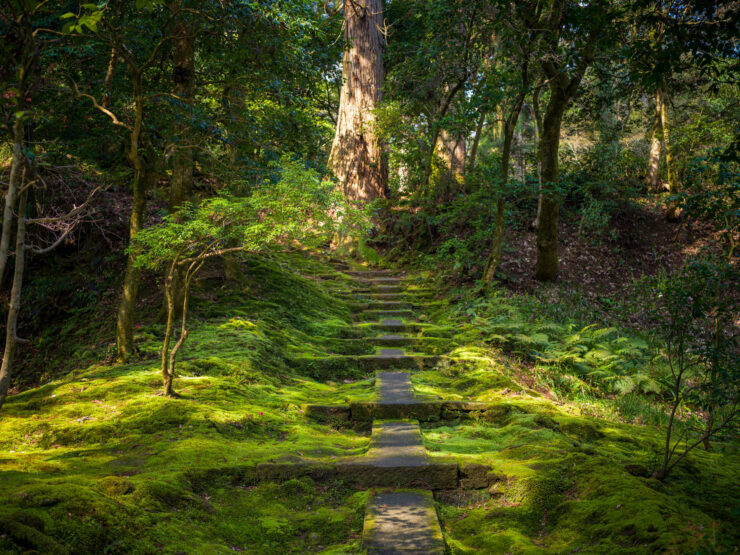 Mossy Forest Path to Natadera Temple Sanctuary